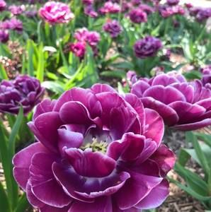 Meet your Posher, Lori